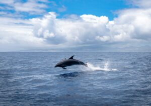 Bottlenose dolphin leaping out of the water