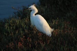 White egret standing in salt marsh grass near calm water